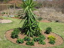 spineless yucca